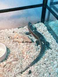 Explore the Wonders of Nature at Just Pets Megastore Damansara