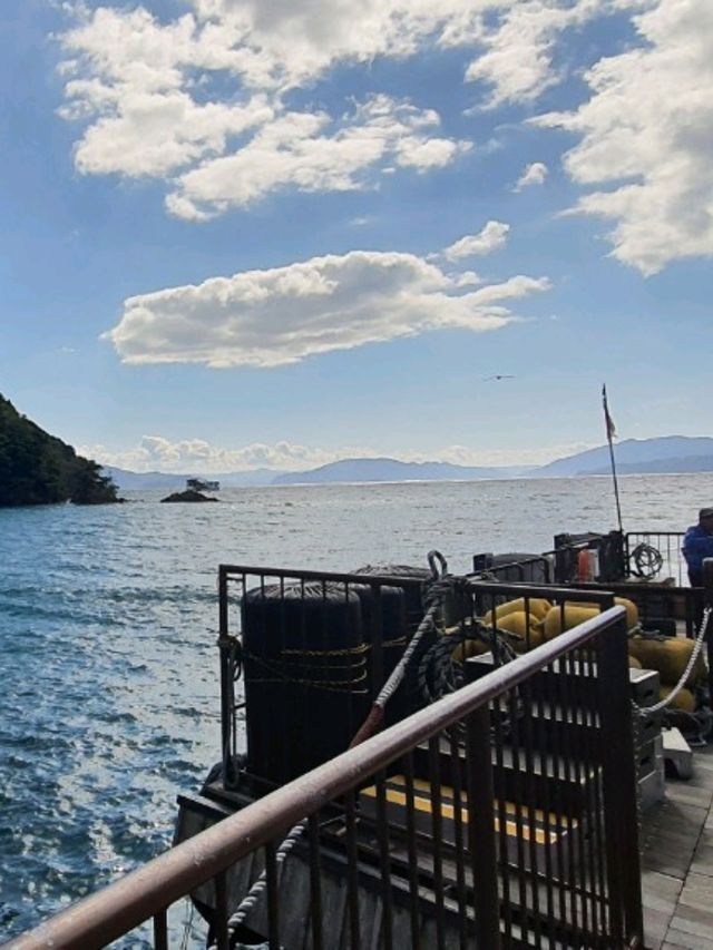 京都｜伊根之海與鷹鳥海鷗同遊船