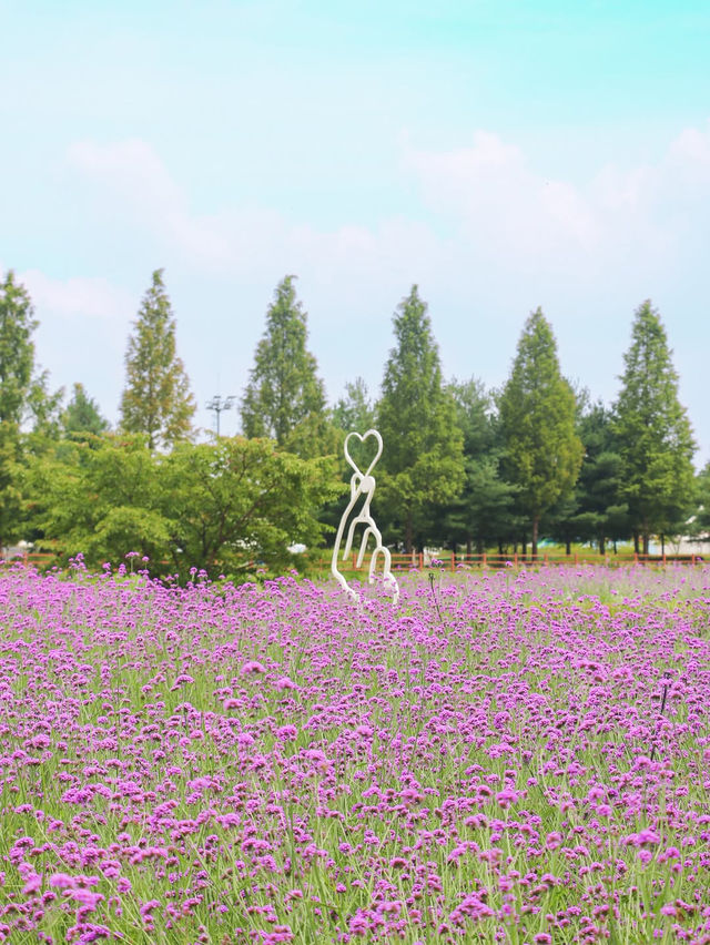 (실시간) 청주에 찾아온 보랏빛 버베나 꽃밭💜