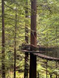 Rotorua Sky Bridge: A Walk Among the Trees