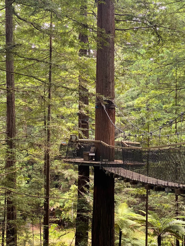 Rotorua Sky Bridge: A Walk Among the Trees