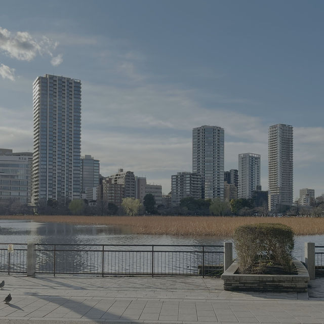 เดินเล่นพาชมบรรยากาศบ่อน้ำชิโนบาสุ 🪷 เดินเล่นพาชมบรรยากาศบ่อน้ำชิโนบาสุ 🪷