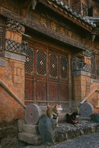 Jianchuan Ancient City | Bring your furry friend along in Dali