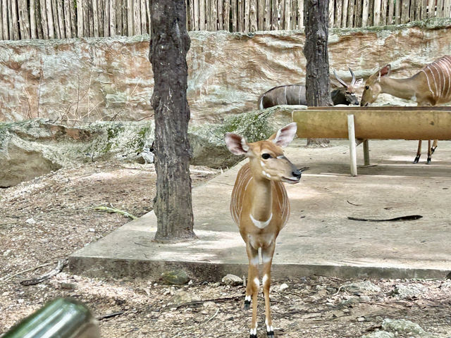 清邁夜間野生動物園親子遊  