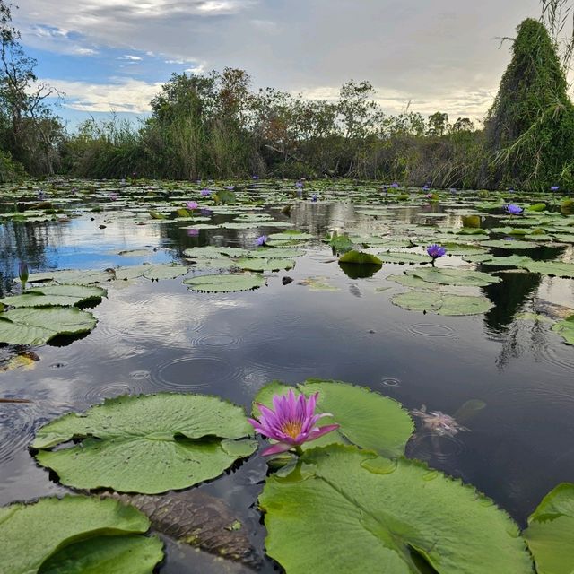 🚣พายแคนูชมวิว ที่สวนพฤกษศาสตร์ระยอง 🚣