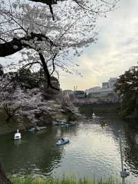 2025.03.28 櫻花季東京獨旅五天四夜行程 p6 第四天行程大公開(5.17:30千鳥淵（千鳥ヶ淵）)