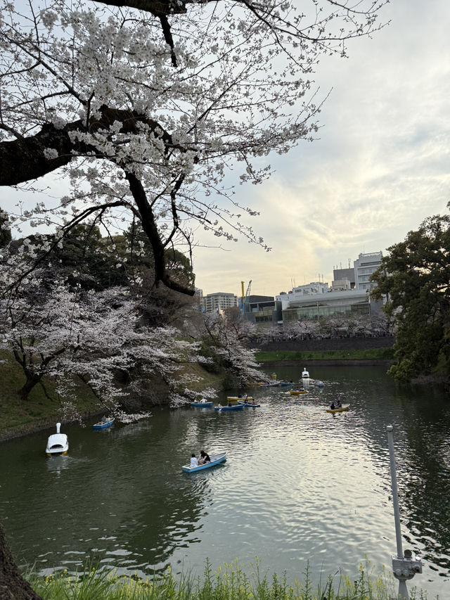 2025.03.28 櫻花季東京獨旅五天四夜行程 p6 第四天行程大公開(5.17:30千鳥淵（千鳥ヶ淵）)