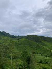 Tea With a View: Why the BOH Tea Centre is Worth the Trip