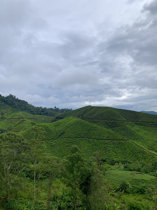 Tea With a View: Why the BOH Tea Centre is Worth the Trip