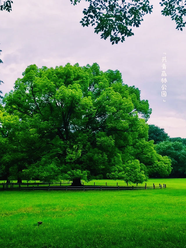 上海共青森林公園🇨🇳 上海共青森林公園🇨🇳
