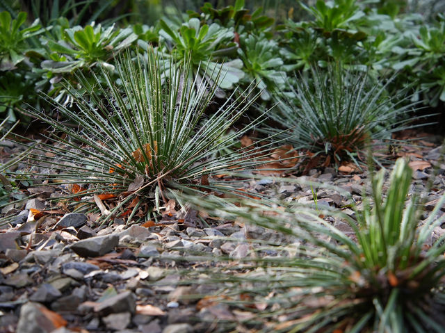  🌿【墨爾本放鬆好去處】皇家植物園：城市入面嘅天然氧吧！