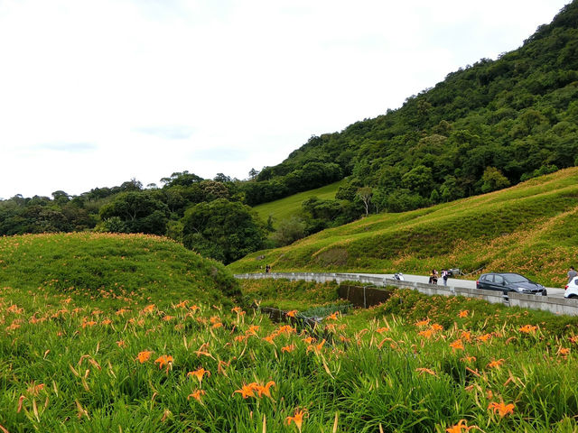 沐浴在滿山遍野的金針花海中一花蓮赤科山