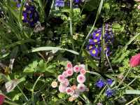 Claude Monet's House and Gardens - Giverny