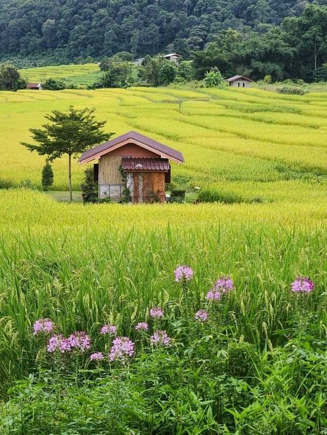 บ้านแม่กลางหลวง เชียงใหม่ The Dreamy Terraced Fields of Mae Klang Luang 🌾✨ บ้านแม่กลางหลวง เชียงใหม่ The Dreamy Terraced Fields of Mae Klang Luang 🌾✨