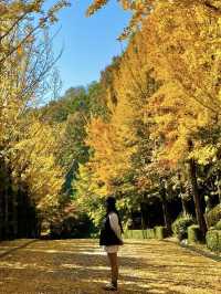 청주 단풍 명소 국립청주박물관✨