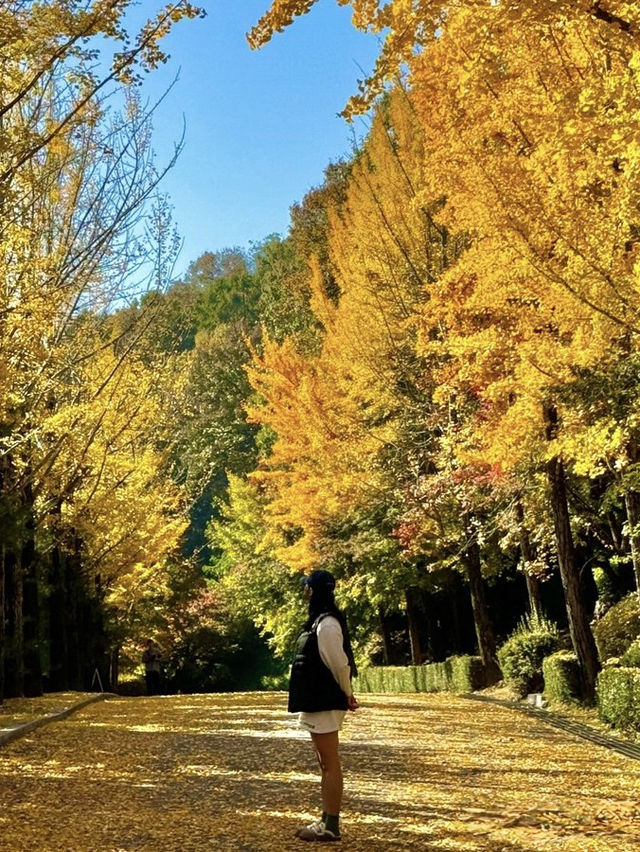 청주 단풍 명소 국립청주박물관✨