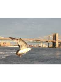 🇺🇸紐約市夜探攻略｜打卡時代廣場＋帝國大廈高空美景＋自由神像遊船