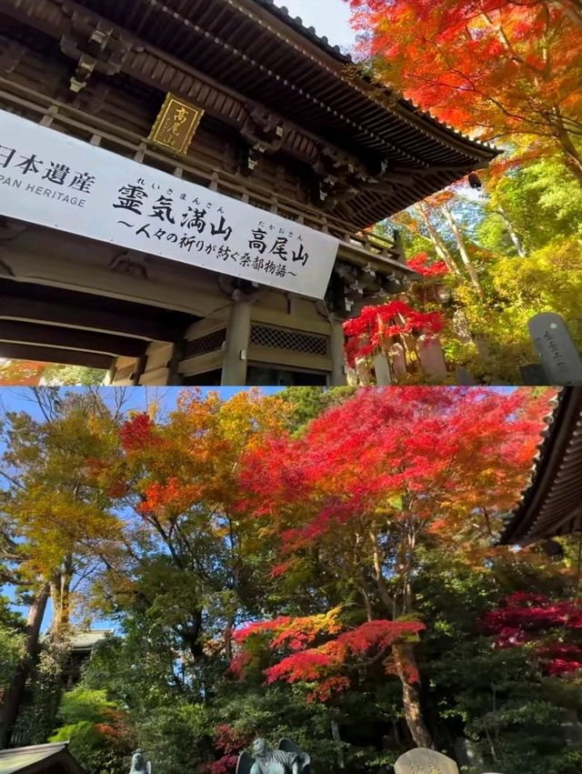 東京後花園｜高尾山｜闖入絕美紅葉油畫世界🍁