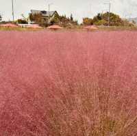 Nari Park (나리공원) – The Dreamy Pink Muhly Sea