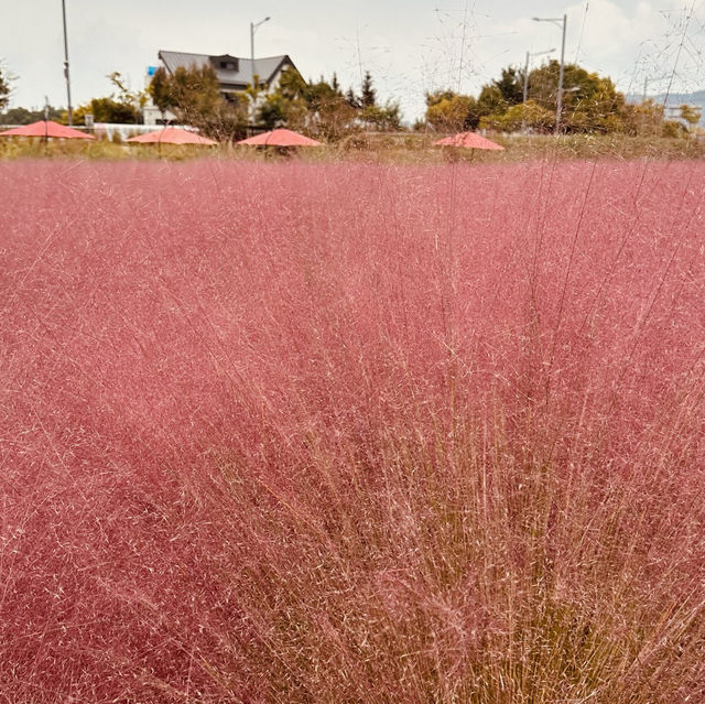 Nari Park (나리공원) – The Dreamy Pink Muhly Sea Nari Park (나리공원) – The Dreamy Pink Muhly Sea