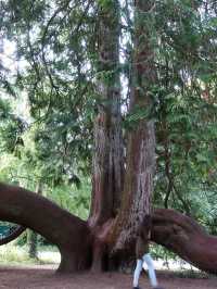 遊客排隊親石頭還要收費/布拉尼城堡