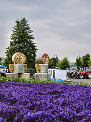 北海道花海必遊夢幻打卡景點  