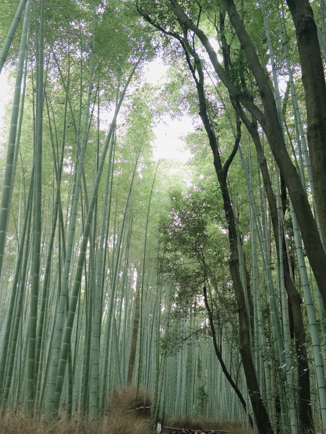 Spent the day in Arashiyama