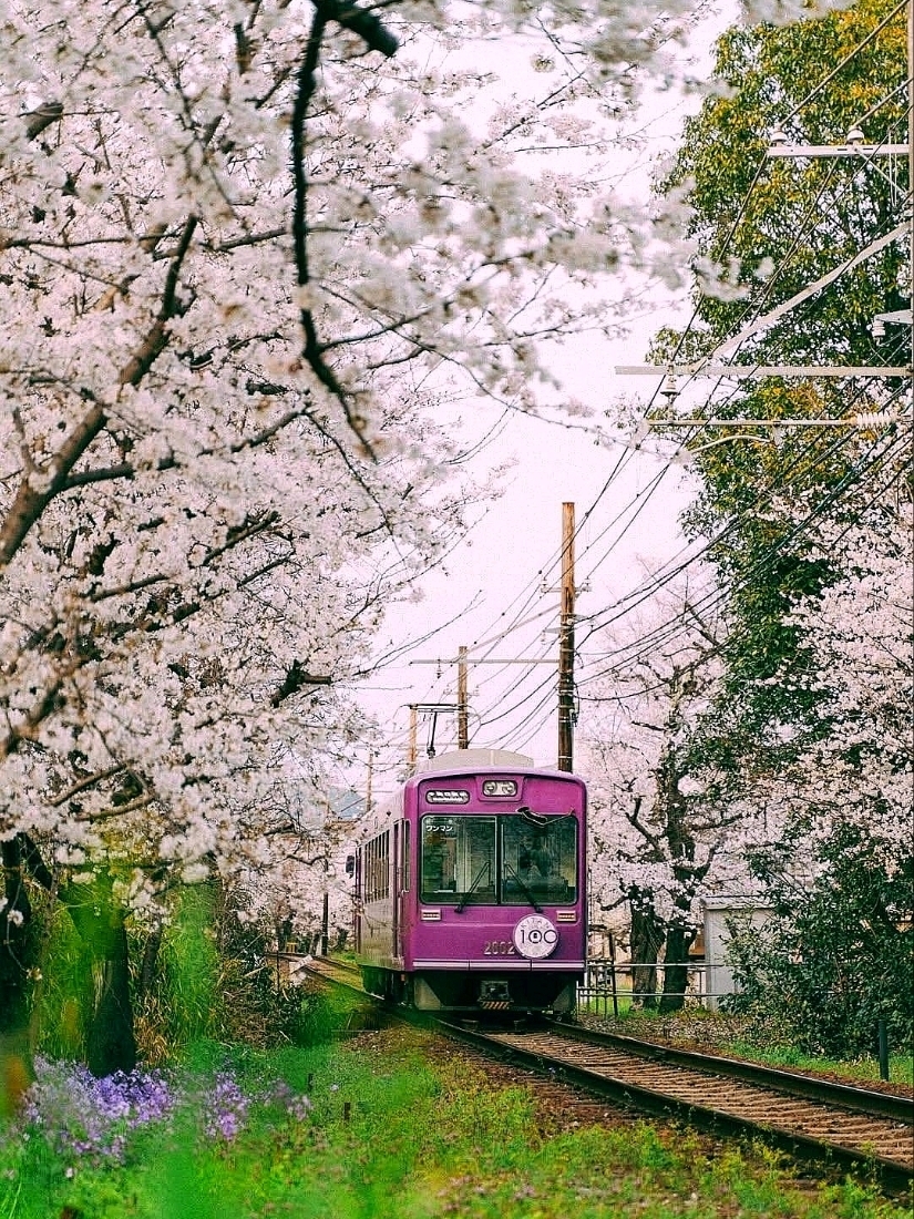 咲き誇る京都：桜色の夢に染まる街 | Trip.com 京都