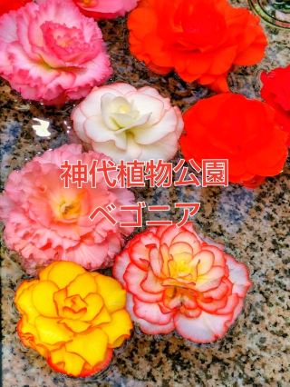 神代植物公園の大温室でベゴニア鑑賞♥