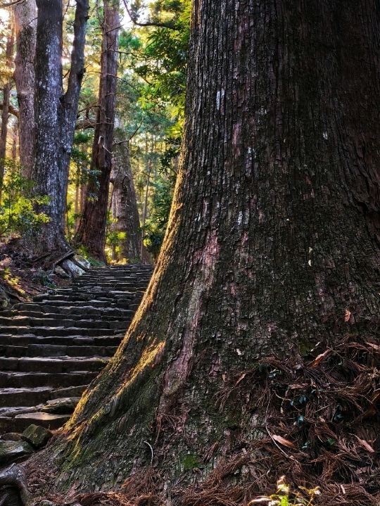 熊野古道 —— 時と森を抜ける聖なる道を歩く。 | Trip.com 田辺