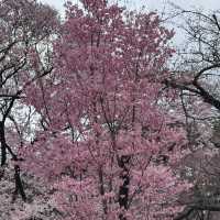 櫻花季必到賞花秘景~新宿御苑🌸🌸