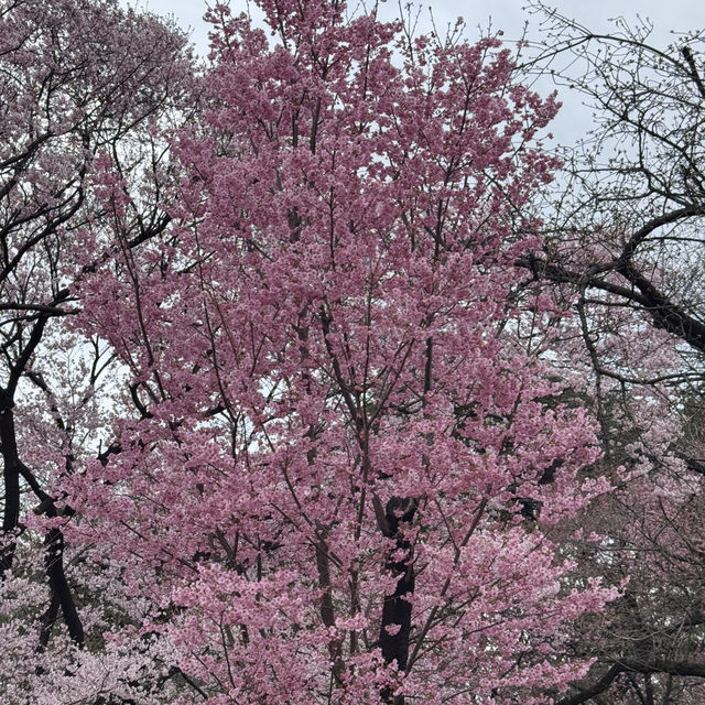 櫻花季必到賞花秘景~新宿御苑🌸🌸