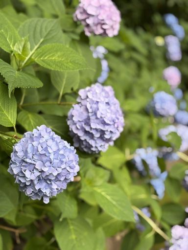 Kobe Nunobiki Herb Gardens Hydrangea Travelogue. | Trip.com Kobe