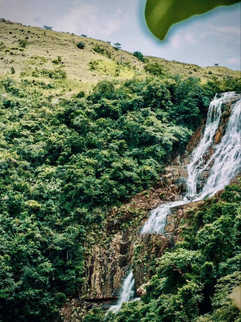  Tanzania Ngorongoro Crater Rim Mossy Montane Forest Road