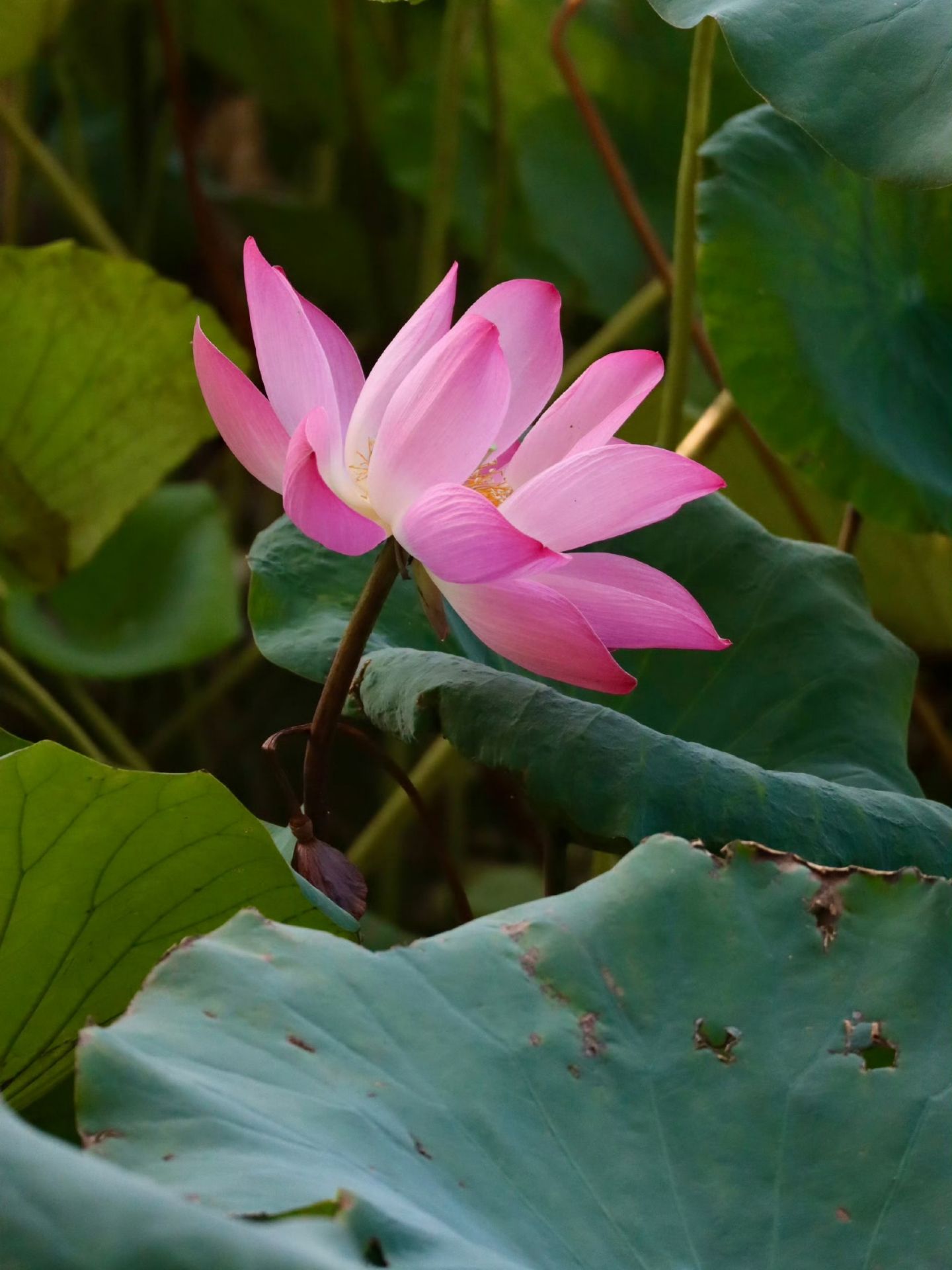 When the Lotus Fades, the Leaves Take Over — Daming Lake, Jinan 🍃🪷