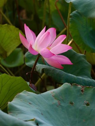 When the Lotus Fades, the Leaves Take Over — Daming Lake, Jinan 🍃🪷