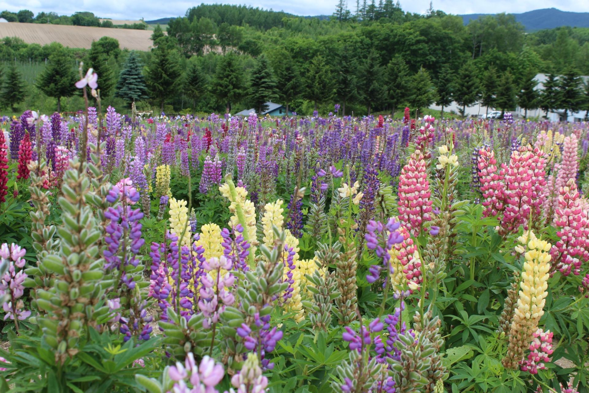 Just Follow the Road! The Ultimate Self-Drive Guide to Lake Tekapo: Alpacas, Iconic Churches, and Gourmet Japanese Food