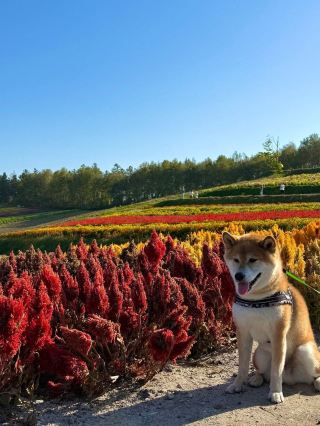 Hokkaido | A Dreamy Nature Getaway in Furano & Biei