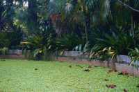Singapore City Break: Finding a Peaceful Escape at Victoria Lily Pond