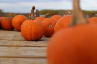 A little Taste of Autumn 🎃🍁🍂