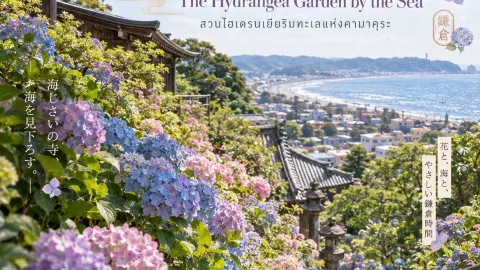 HASEDERA — Fall in Love with a Purple Summer: The Seaside Hydrangea Path in Kamakura! — traveler post in Kamakura