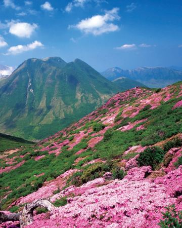 Stunning Pink Azalea Carpets Await on the Kuju Mountains, Oita 🌸