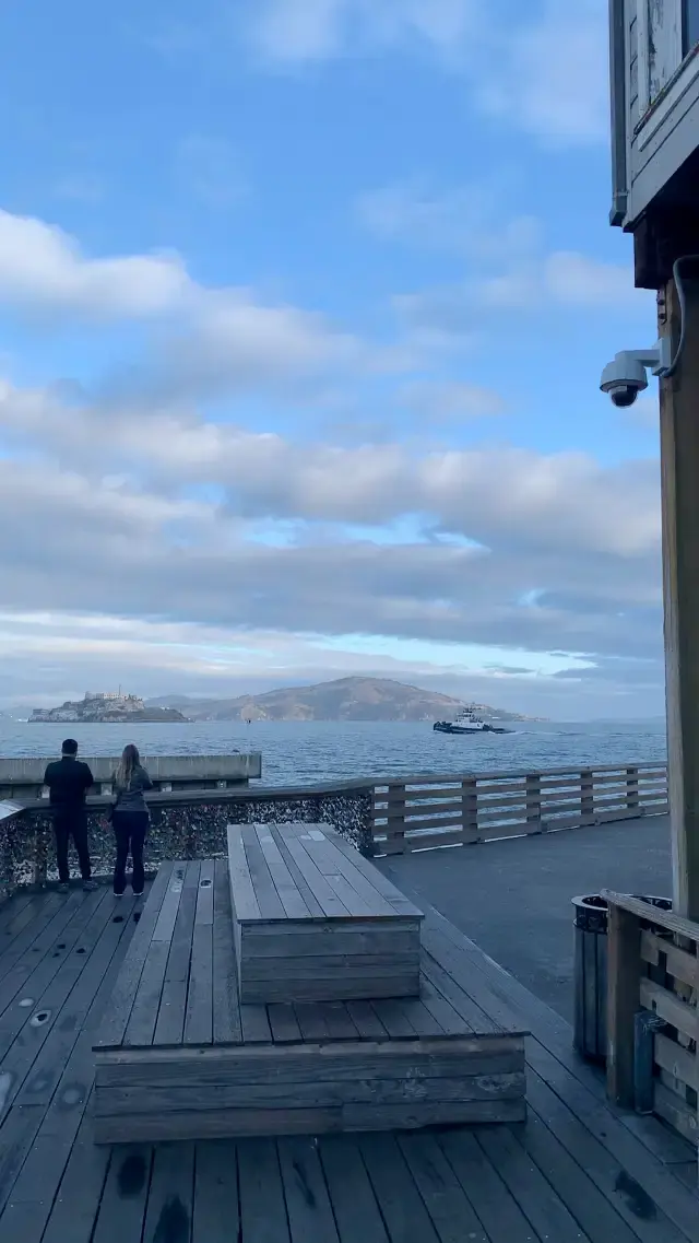 Early morning sea lion choir