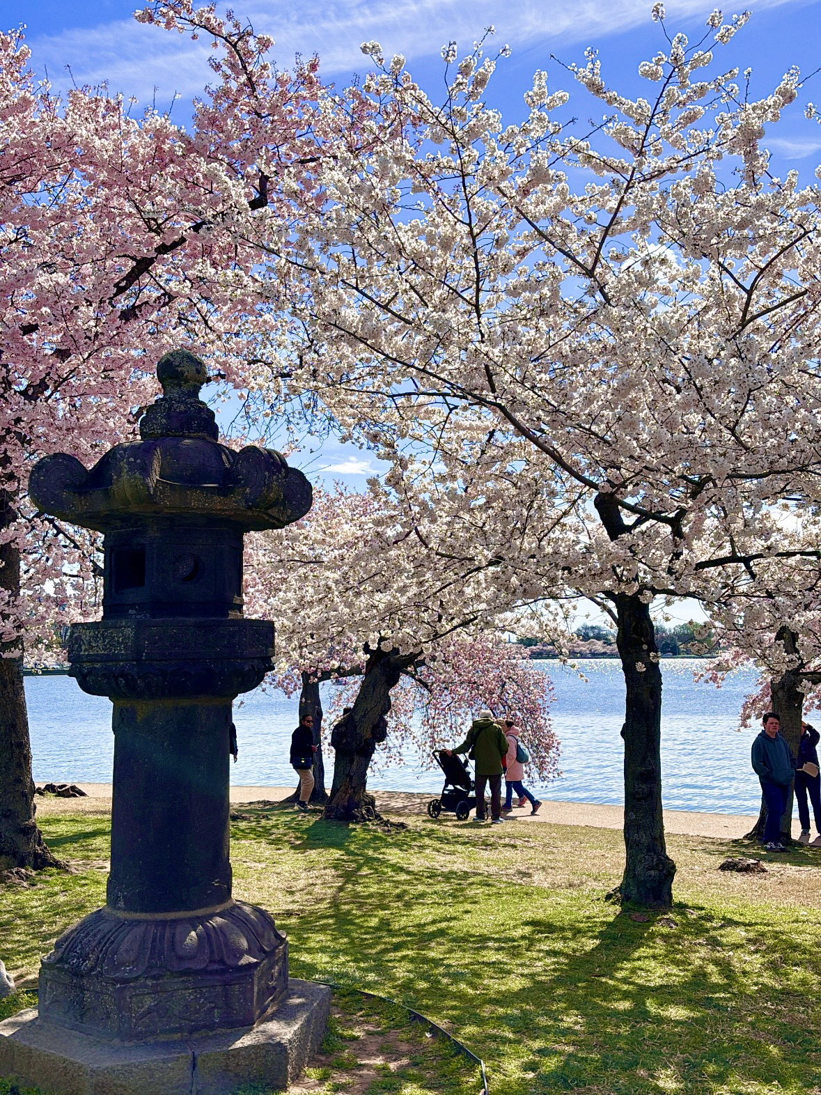 高速 割引 2025 西日本 ワシントンの桜 ワシントンD.C. Trip.com | 2024 ジグソーパズル