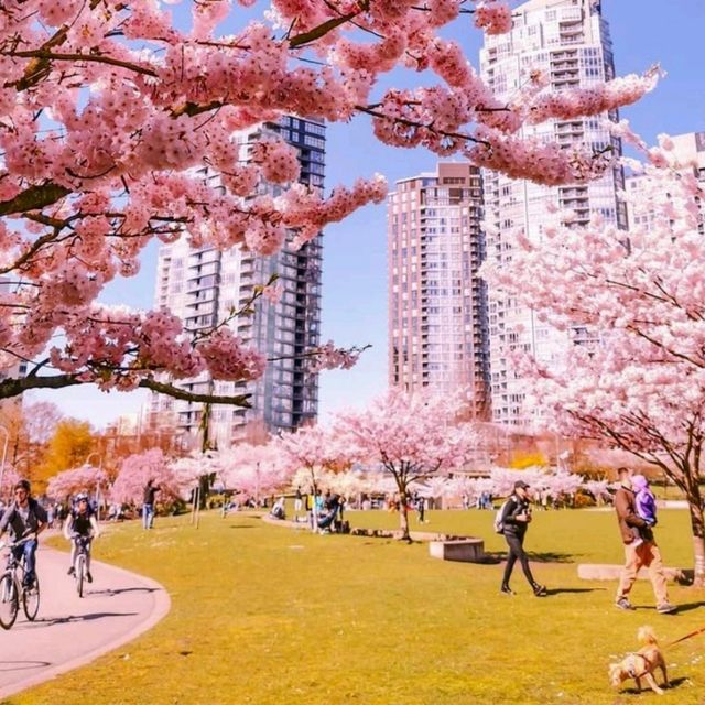 Vancouver is one destination whose cherry blossom season