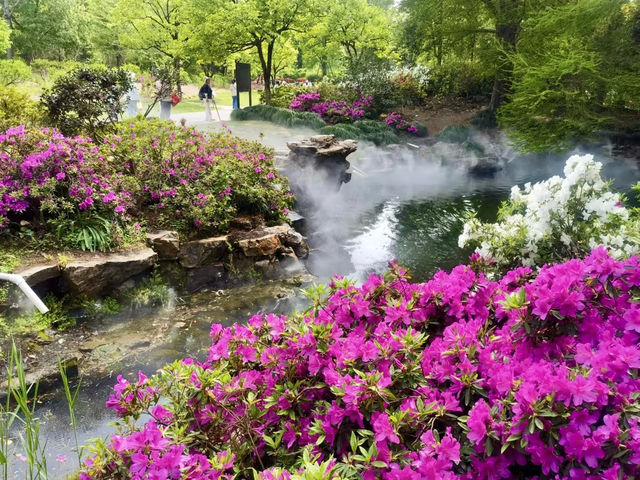 花影醉心：漫步上海植物園的悠然時光