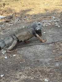 Wild encounter in the heart of Cartagena 