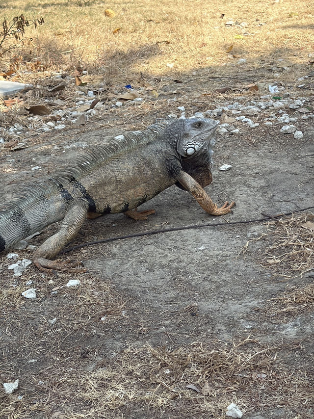 Wild encounter in the heart of Cartagena 