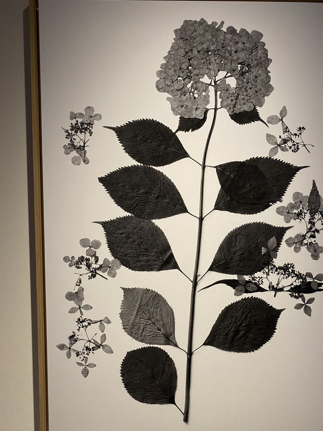 🇯🇵高知旅、朝ドラらんまんで話題になった【牧野植物園】