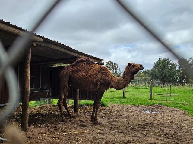 Caversham Wildlife Park 🇦🇺